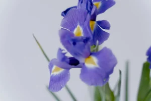 The Tragic Accident: What Happened To Iris?